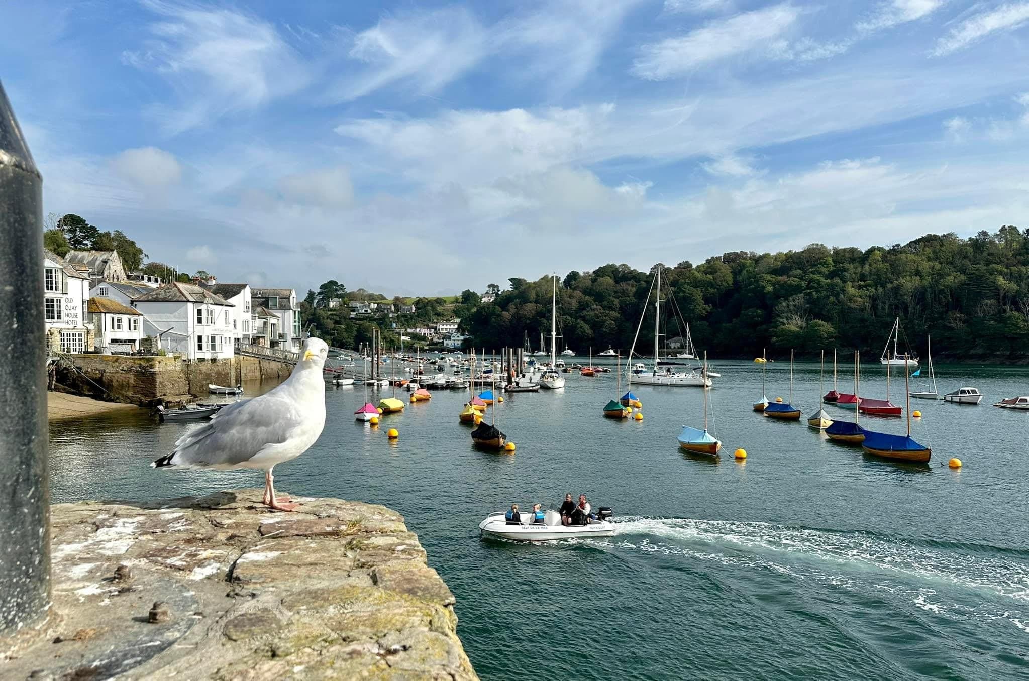A herring gull on the quay at Fowey, with sailing boats moored in the harbour