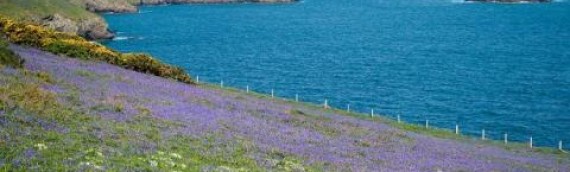 Spring In Cornwall