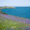 Spring In Cornwall
