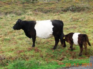 Beltway cows